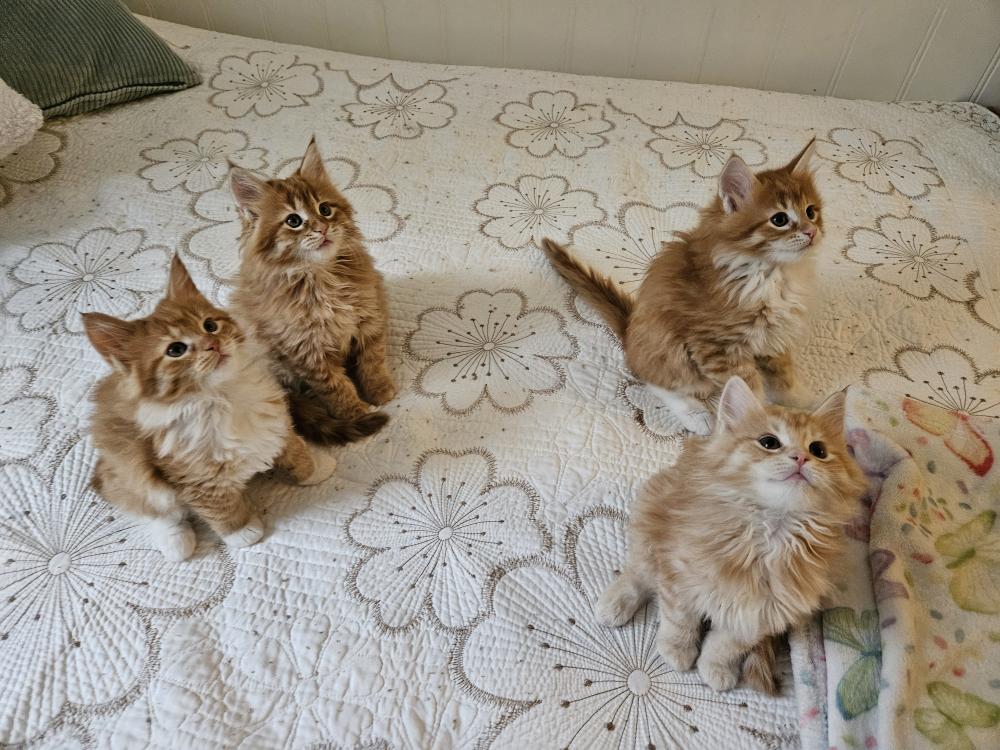 Kocięta Maine coon szukają kochającej rodzinki