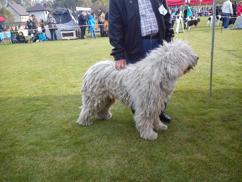 Owczarek Węgiersko KOMONDOR, York Biewer