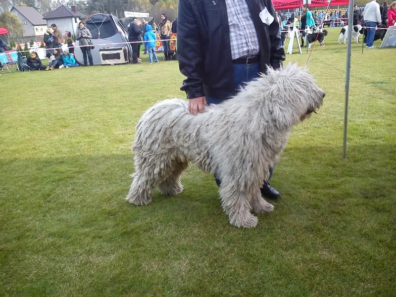 Owczarek Węgiersko KOMONDOR, York Biewer