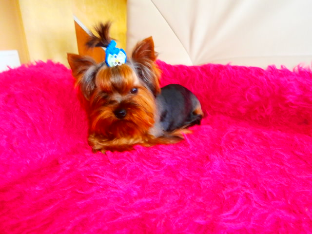 yorkshire terrier maltańczyk maltańczyki yorki