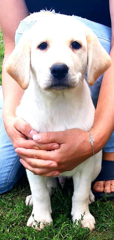 Labrador